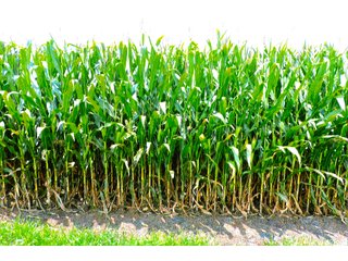Property photo 6 - LAND AUCTION - 314+/- ACRES OFFERED IN 4 TRACTS IN WHITE COUNTY, INDIANA